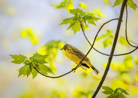 Palm Warbler. A small bird with yellow and brown plumage perches on a slender branch surrounded by vibrant green leaves. Soft, natural lighting enhances the fresh, serene atmosphere of the scene.の写真素材