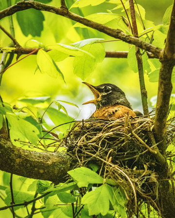 Robin Nestled in Tree Branch. A robin is perched in its nest among the green leaves of a tree. The bird appears to be calling out, its beak slightly open.の写真素材