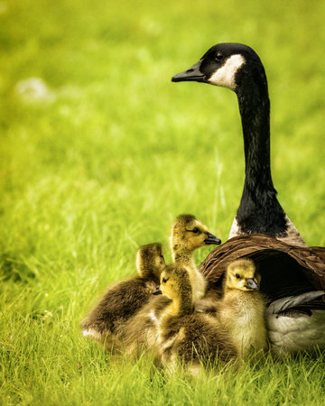 Canada Goose with Goslings. A Canada Goose stands protectively over a group of fluffy goslings on a green field. The young birds huddle closely together, showcasing their soft feathers and curious expressions.の写真素材