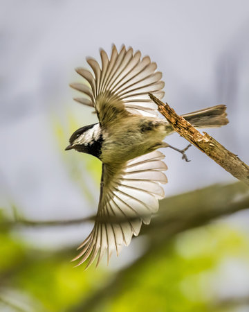 Chickadee in Mid-Flight. A chickadee is captured mid-flight, showcasing the intricate details of its wings. The blurred background creates a sense of motion and focus on the bird.の写真素材