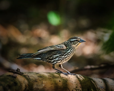 Red Winged Black Bird female. Bird Perched on a Log. A detailed bird with brown and white plumage stands on a log in a forested area. Soft sunlight highlights the bird against a blurred background.の写真素材