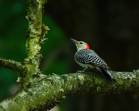 Red-bellied woodpecker perched on a mossy tree branch in a dark forest, displaying striking black-and-white plumage with vivid red markings and natural woodland atmosphere.