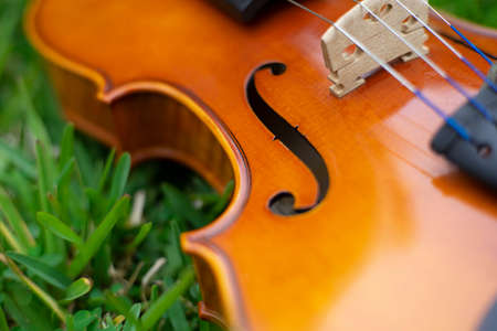 String instrument classical music art brown violin antique outdoor on the garden autumn