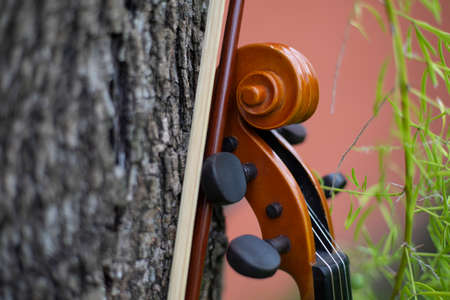 String instrument classical music art brown violin antique outdoor on the garden autumnの写真素材