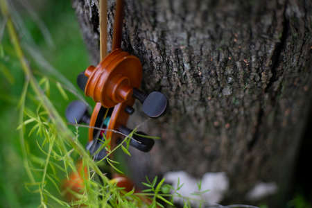String instrument classical music art brown violin antique outdoor on the garden autumnの写真素材