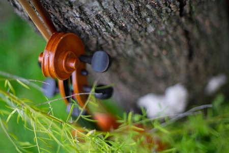 String instrument classical music art brown violin antique outdoor on the garden autumn