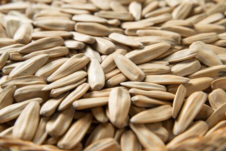 Melon seeds close up