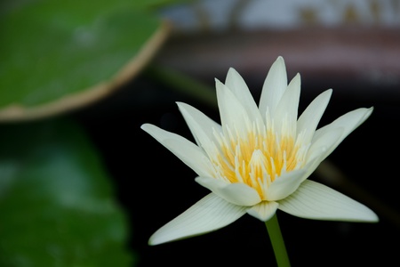 White Lotusの写真素材