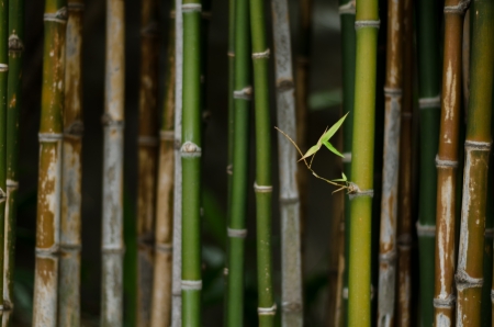 Bud of Bambooの写真素材