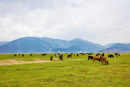cows pasturing beside of Napa lakeの写真素材