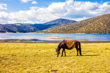 horse eating grass on grasslandの写真素材