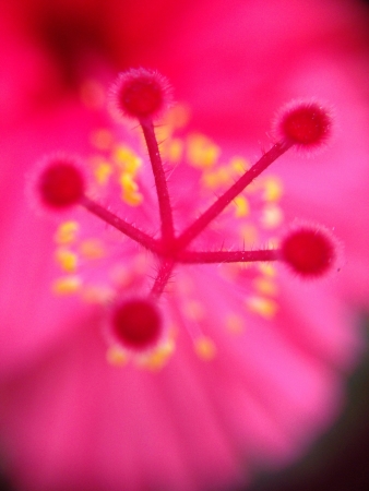 Inner beauty of a flowerの素材