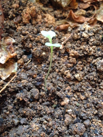 Sapling sprouting on groundの素材