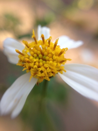Beautiful flower captured in the wildの素材