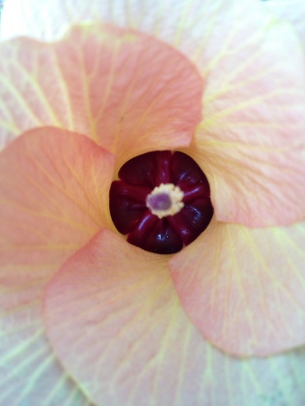 Beauty of a flower captured in the wildの素材