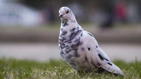 white doveの写真素材
