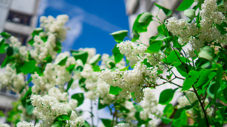white lilacの写真素材