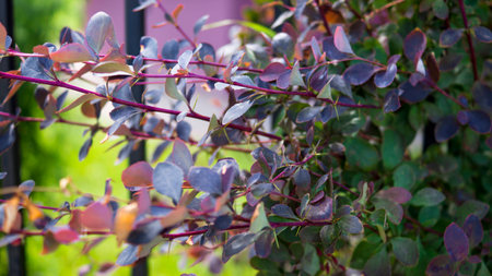 barberry bushの写真素材