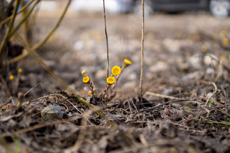 first spring flowerの写真素材