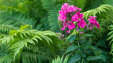 luxury pink Hydrangea in a garden of fernの写真素材