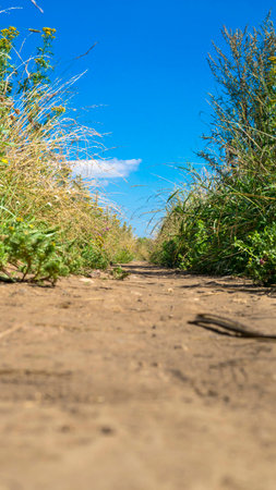 the sandy dirt road to nowhereの写真素材