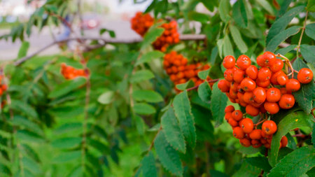autumn mountain ashの写真素材