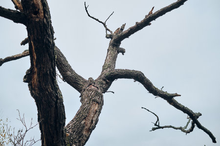 Dead tree on the background of the cloudy sky in the spring.
