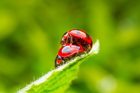 ladybugの写真素材