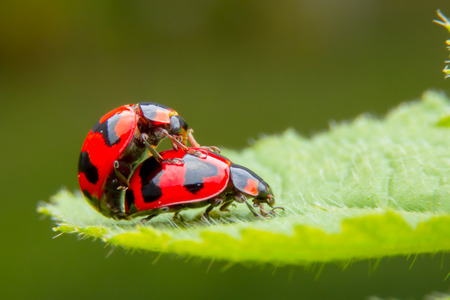 rainbow chrysanthemumの写真素材