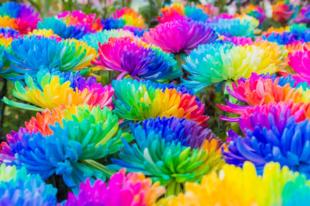 rainbow chrysanthemumsの写真素材