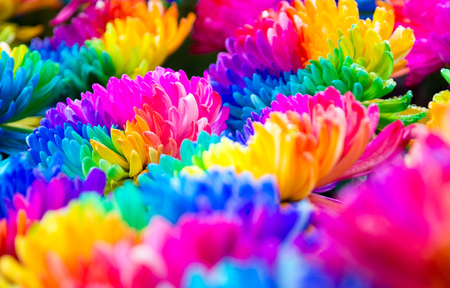 rainbow chrysanthemumの写真素材