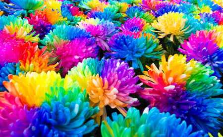 rainbow chrysanthemumsの写真素材