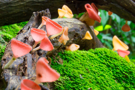 Fungi cup, mushroom