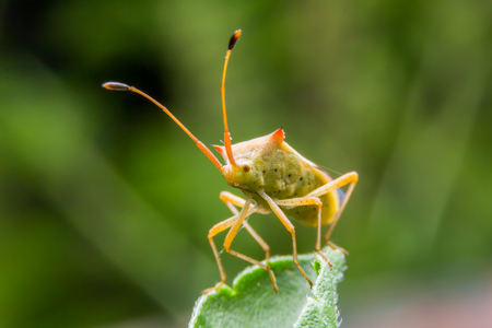insect on leaf