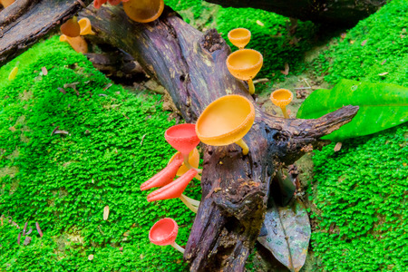 fungi cup, mushroomの写真素材