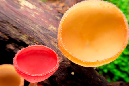 Mushroom Cup Fungi in the tropical rain forest Thailand; Soft focusの写真素材