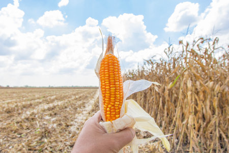 Ripe corn in hand on a background of blue sky with clouds