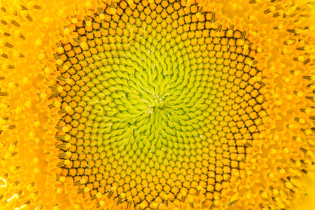 Close up of sunflower pollen in the field, natural background.の写真素材