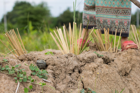 Farmer planting rice seedlings in the field.の写真素材