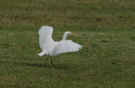 One white  egret outdoor  dancing on green floorの写真素材