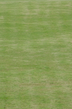 Green grass fieldsの写真素材