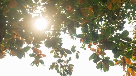 leaf in green and orange colors with flare