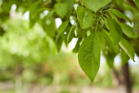 apple leaves hang from a tree spring photo