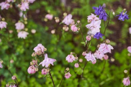 Purple watercatch flowers on green blurred background Closeup effectの写真素材