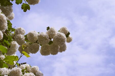 white kalina bulbs washed by sunlight Closeup effectの写真素材