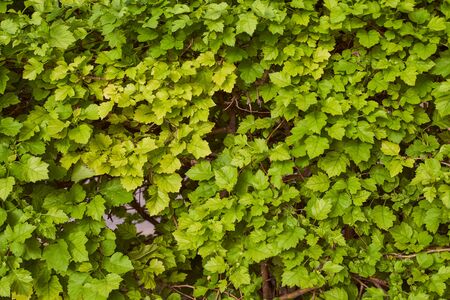 green shrub in a city park. Sunlight Closeup effectの写真素材
