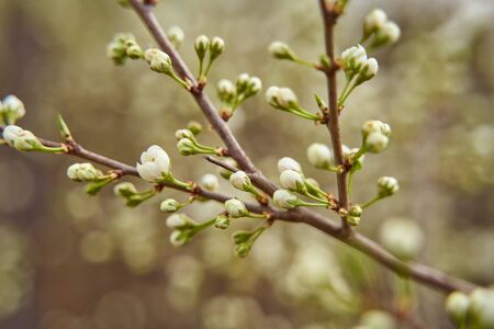 sprigs of cherry blossom sand with white flowers on a blurous background. High quality photo