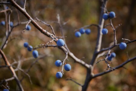 Berry thorns close-up among the branches. High quality photoの写真素材