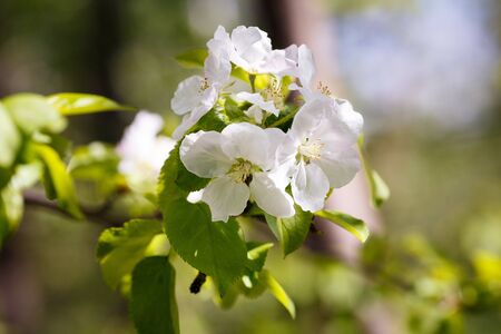 flowering apple trees in large pona. Effects of sunlight. High quality photoの写真素材