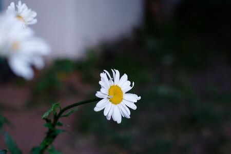 white Daisy close up blurred background Very high quality photoの写真素材